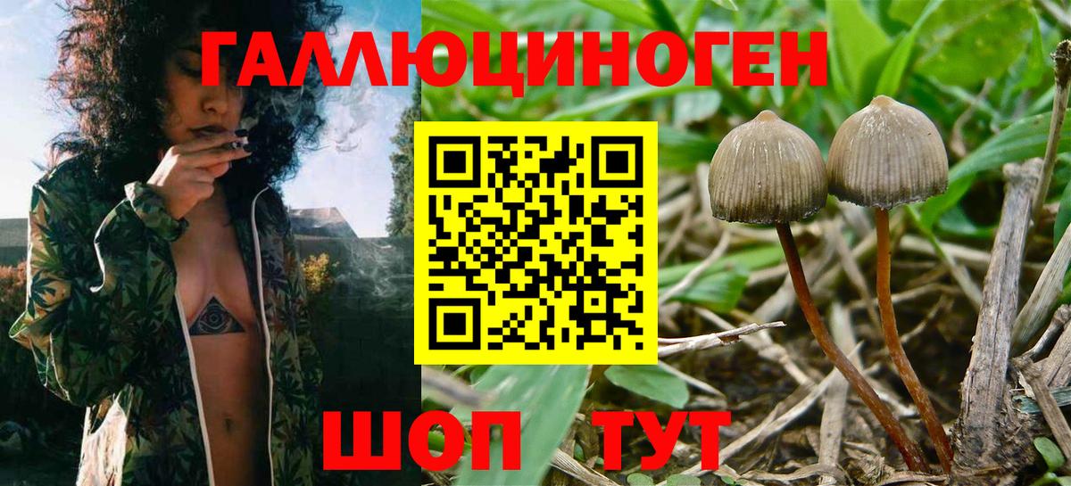 Тосно  Галлюциногенные грибы GOLDEN TEACHER  Вход с VPN 
